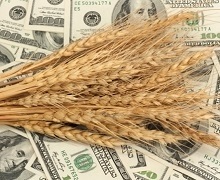 Українська біржа хоче запустити розрахункові ф'ючерси на зерно